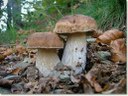 raccolta funghi anno 2011